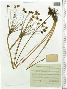 Butomus umbellatus L., Siberia, Russian Far East (S6) (Russia)