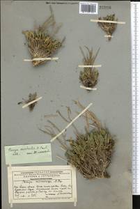 Parrya australis Pavlov, Middle Asia, Western Tian Shan & Karatau (M3) (Kazakhstan)
