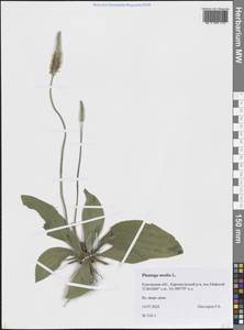 Plantago media L., Siberia, Western Siberia (S1) (Russia)