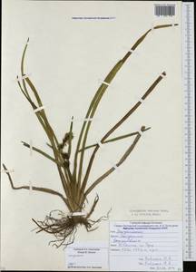 Sparganium emersum Rehmann, Caucasus, South Ossetia (K4b) (South Ossetia)