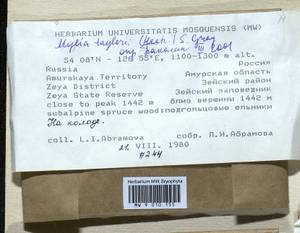 Mylia taylorii (Hook.) Gray, Bryophytes, Bryophytes - Russian Far East (excl. Chukotka & Kamchatka) (B20) (Russia)