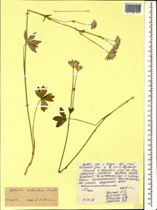 Astrantia major subsp. biebersteinii (Fisch. & C. A. Mey.) I. Grint., Caucasus, North Ossetia, Ingushetia & Chechnya (K1c) (Russia)