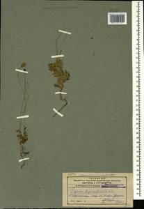 Papaver bipinnatum C. A. Mey., Caucasus, Azerbaijan (K6) (Azerbaijan)