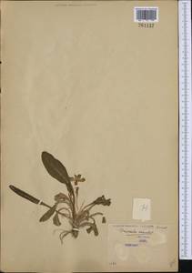 Primula vulgaris subsp. vulgaris, Western Europe (EUR) (Serbia)