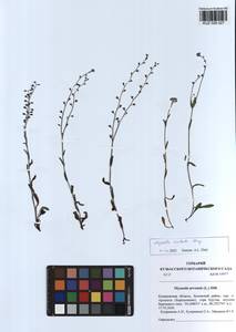 Myosotis imitata Serg., Siberia, Altai & Sayany Mountains (S2) (Russia)