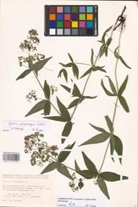 Galium rubioides L., Eastern Europe, Lower Volga region (E9) (Russia)