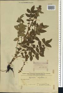 Agrimonia eupatoria L., Caucasus, Azerbaijan (K6) (Azerbaijan)