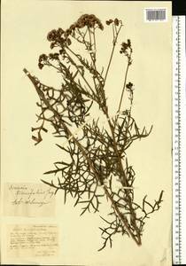 Jacobaea erucifolia subsp. erucifolia, Eastern Europe, Central forest-and-steppe region (E6) (Russia)