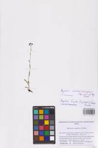 Myosotis asiatica (Vestergr. ex Hultén) Schischk. & Serg., Eastern Europe, Northern region (E1) (Russia)