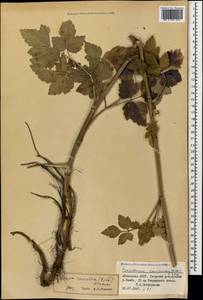 Dichoropetalum caucasicum (M. Bieb.) Soldano, Galasso & Banfi, Caucasus, Abkhazia (K4a) (Abkhazia)