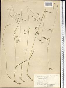 Poa platyantha Kom., Siberia, Chukotka & Kamchatka (S7) (Russia)