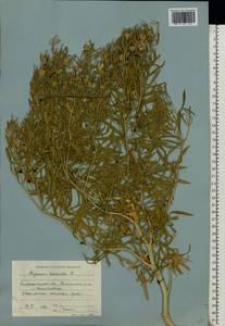 Peganum harmala L., Eastern Europe, Lower Volga region (E9) (Russia)