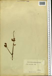 Picea abies (L.) H. Karst., Eastern Europe, Estonia (E2c) (Estonia)
