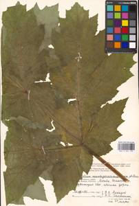 Heracleum mantegazzianum Sommier & Levier, Eastern Europe, Moscow region (E4a) (Russia)