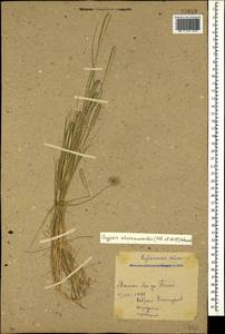 Sporobolus alopecuroides (Piller & Mitterp.) P.M.Peterson, Caucasus, Krasnodar Krai & Adygea (K1a) (Russia)