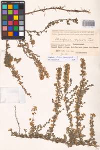 Atraphaxis replicata Lam., Eastern Europe, Lower Volga region (E9) (Russia)
