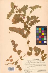 Lathyrus japonicus var. maritimus (L.) J.T.Kartesz & Gandhi, Siberia, Russian Far East (S6) (Russia)