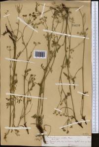 Aulacospermum simplex Rupr., Middle Asia, Northern & Central Tian Shan (M4) (Kazakhstan)