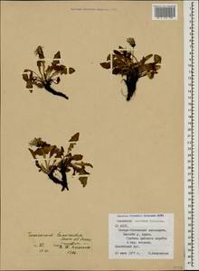 Taraxacum confusum Schischk., Caucasus, North Ossetia, Ingushetia & Chechnya (K1c) (Russia)