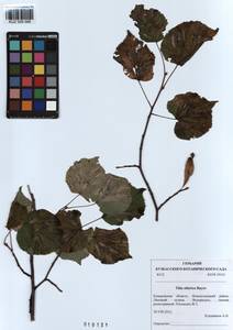 Tilia amurensis var. sibirica (Fisch. ex Bayer) Y. C. Zhu, Siberia, Altai & Sayany Mountains (S2) (Russia)