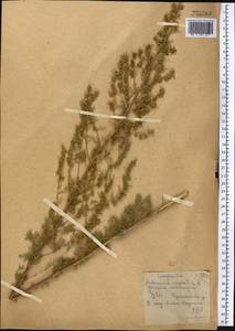 Artemisia rupestris L., Middle Asia, Northern & Central Kazakhstan (M10) (Kazakhstan)
