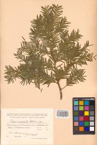 Taxus cuspidata Siebold & Zucc., Siberia, Russian Far East (S6) (Russia)