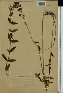 Hypericum hirsutum L., Eastern Europe, Central region (E4) (Russia)