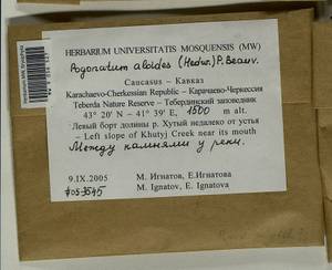 Pogonatum aloides (Hedw.) P. Beauv., Bryophytes, Bryophytes - North Caucasus & Ciscaucasia (B12) (Russia)