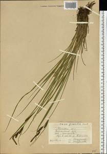 Carex acuta L., Eastern Europe, Moscow region (E4a) (Russia)
