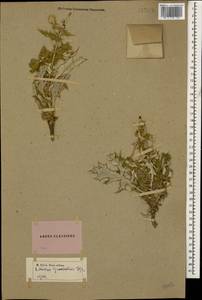 Echinops polygamus Bunge, Caucasus, Azerbaijan (K6) (Azerbaijan)