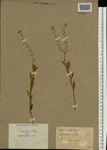 Myosotis scorpioides L., Eastern Europe, North Ukrainian region (E11) (Ukraine)