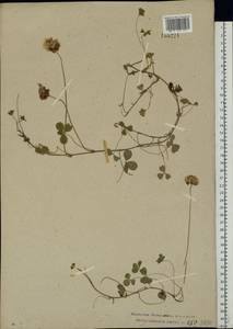 Trifolium repens L., Eastern Europe, Central forest region (E5) (Russia)