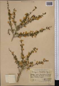 Caragana leucophloea Pojark., Middle Asia, Dzungarian Alatau & Tarbagatai (M5) (Kazakhstan)