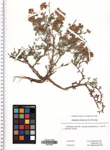 Atraphaxis frutescens (L.) Eversm., Eastern Europe, Eastern region (E10) (Russia)