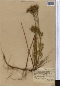Hypericum scabrum L., Middle Asia, Pamir & Pamiro-Alai (M2) (Tajikistan)