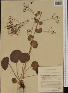 Saxifraga rotundifolia, Western Europe (EUR) (Italy)