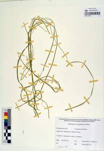 MAG 0003151, Sparganium angustifolium Michx., Siberia, Chukotka & Kamchatka (S7) (Russia)