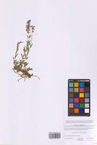 Polygala vulgaris L., Eastern Europe, Moscow region (E4a) (Russia)