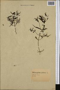 Melampyrum pratense L., Western Europe (EUR) (Germany)