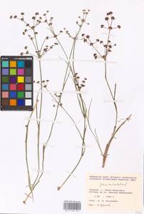 Juncus articulatus L., Eastern Europe, West Ukrainian region (E13) (Ukraine)