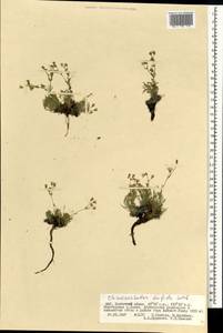 Chamaerhodos trifida Ledeb., Mongolia (MONG) (Mongolia)