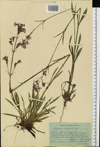 Viscaria vulgaris Röhl., Eastern Europe, South Ukrainian region (E12) (Ukraine)
