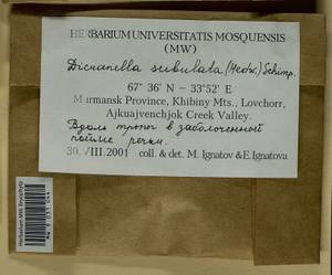 Dicranellopsis subulata (Hedw.) Bonfim Santos, Siebel & Fedosov, Bryophytes, Bryophytes - Karelia, Leningrad & Murmansk Oblasts (B4) (Russia)