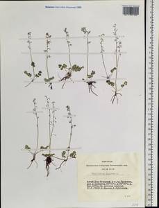 Thalictrum alpinum L., Siberia, Altai & Sayany Mountains (S2) (Russia)