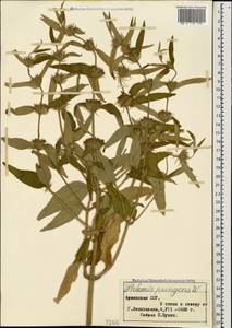 Phlomis herba-venti subsp. pungens (Willd.) Maire ex DeFilipps, Caucasus, Armenia (K5) (Armenia)