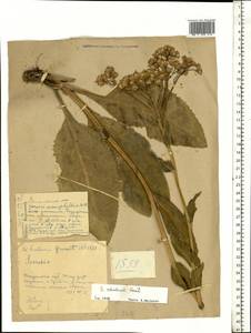 Senecio macrophyllus M. Bieb., Eastern Europe, Middle Volga region (E8) (Russia)