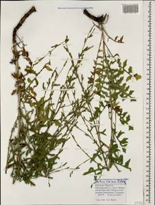 Lactuca viminea subsp. viminea, Caucasus, Stavropol Krai, Karachay-Cherkessia & Kabardino-Balkaria (K1b) (Russia)