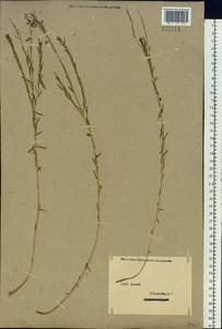 Linum perenne L., Siberia, Western (Kazakhstan) Altai Mountains (S2a) (Kazakhstan)