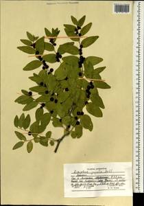 Ziziphus jujuba Miller, South Asia, South Asia (Asia outside ex-Soviet states and Mongolia) (ASIA) (Afghanistan)
