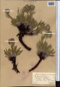 Arnebia euchroma subsp. euchroma, Middle Asia, Western Tian Shan & Karatau (M3) (Kazakhstan)